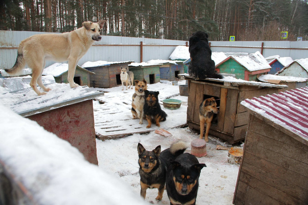 Более 20 безнадзорных собак отловили за неделю в Якутске