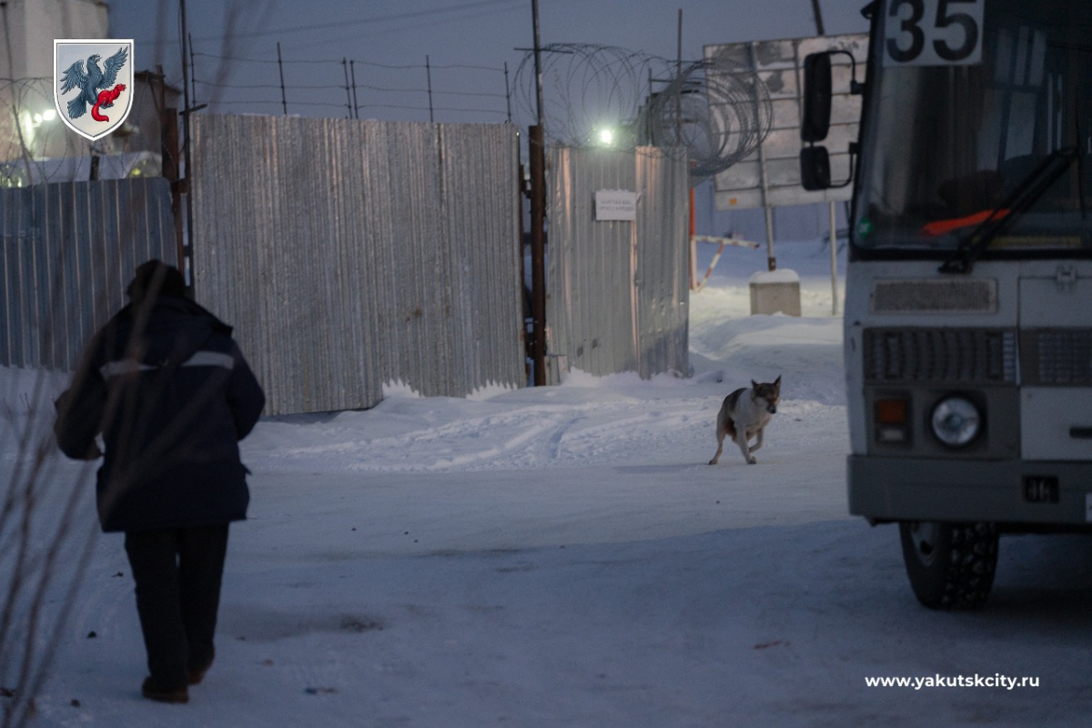 Плановый рейд по отлову безнадзорных собак прошел в Якутске