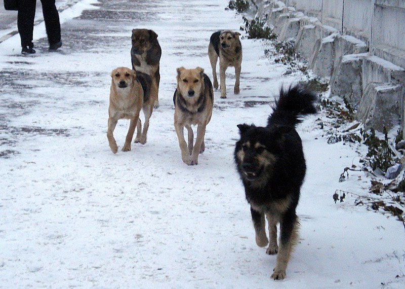 Более 70 безнадзорных собак отловили в Якутске за неделю