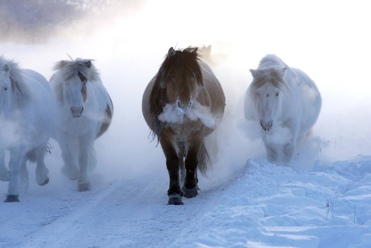 Лошадь стала самым популярным сельскохозяйственным животным Якутии