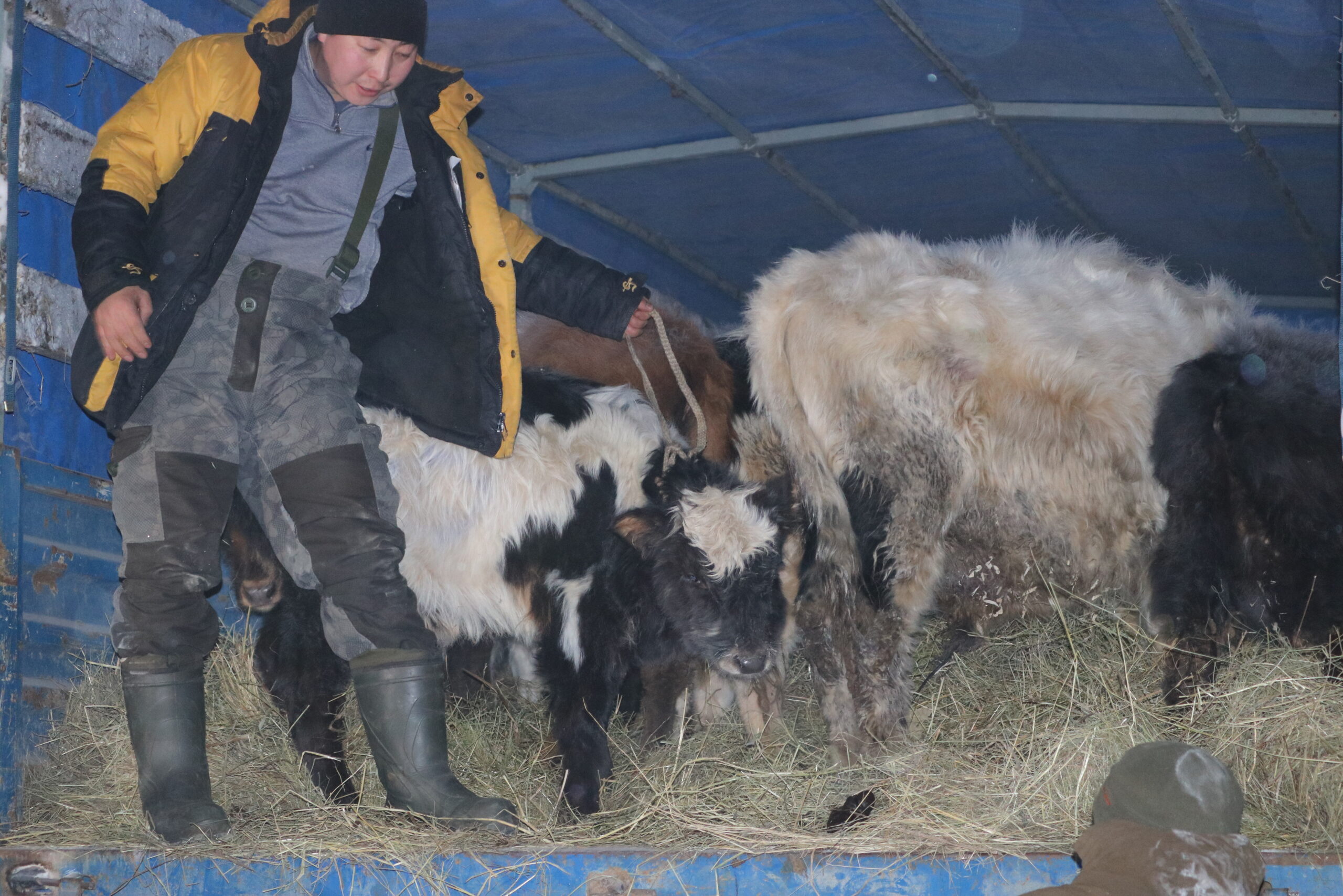 20 голов якутской породы скота завезли в Якутск
