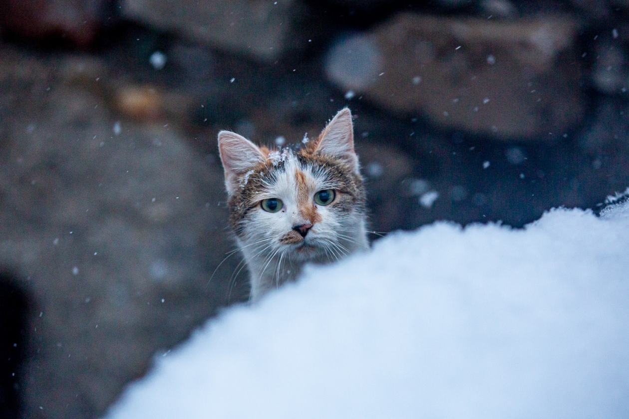 Снегопад с усилением ветра ожидается в Ленском районе Якутии 8 декабря