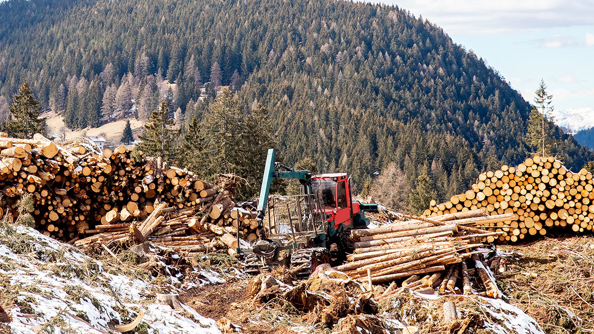 Якутия стала лидером Дальнего Востока по лесным доходам