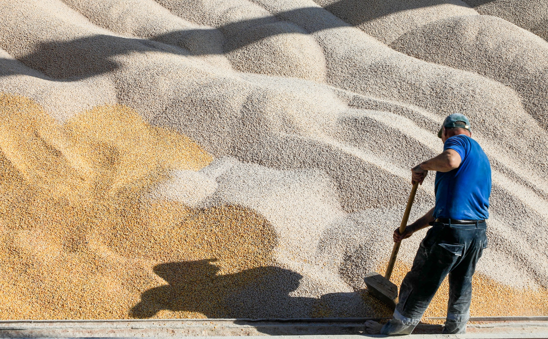 Сбор зерна в бункерном весе в России достиг около 159 млн тонн