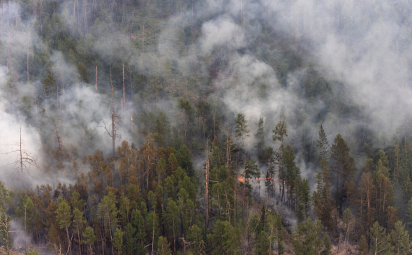 Виновник лесного пожара на площади 23 тысяч га пойдет под суд в Якутии