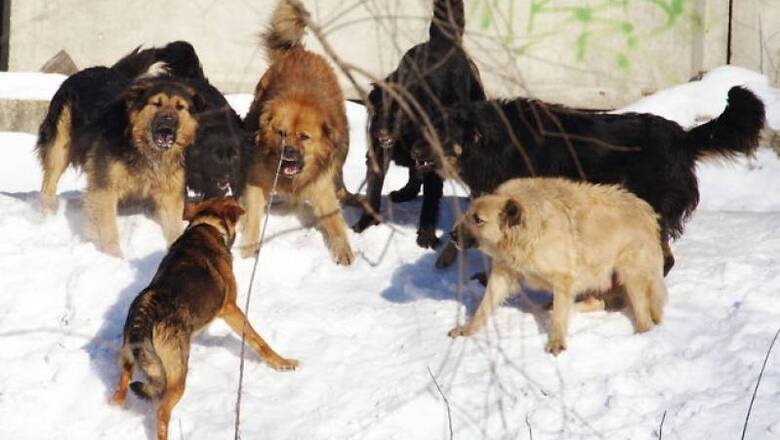 Пострадавшим от нападения собак выплатят компенсацию в Сунтарском районе Якутии