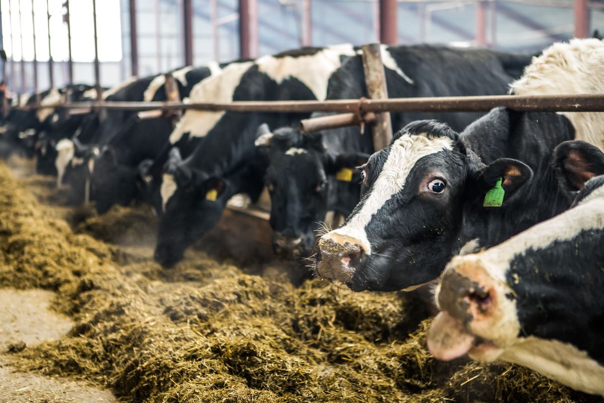 Фермеры смогут получать субсидии для возмещения затрат на выращивание скота