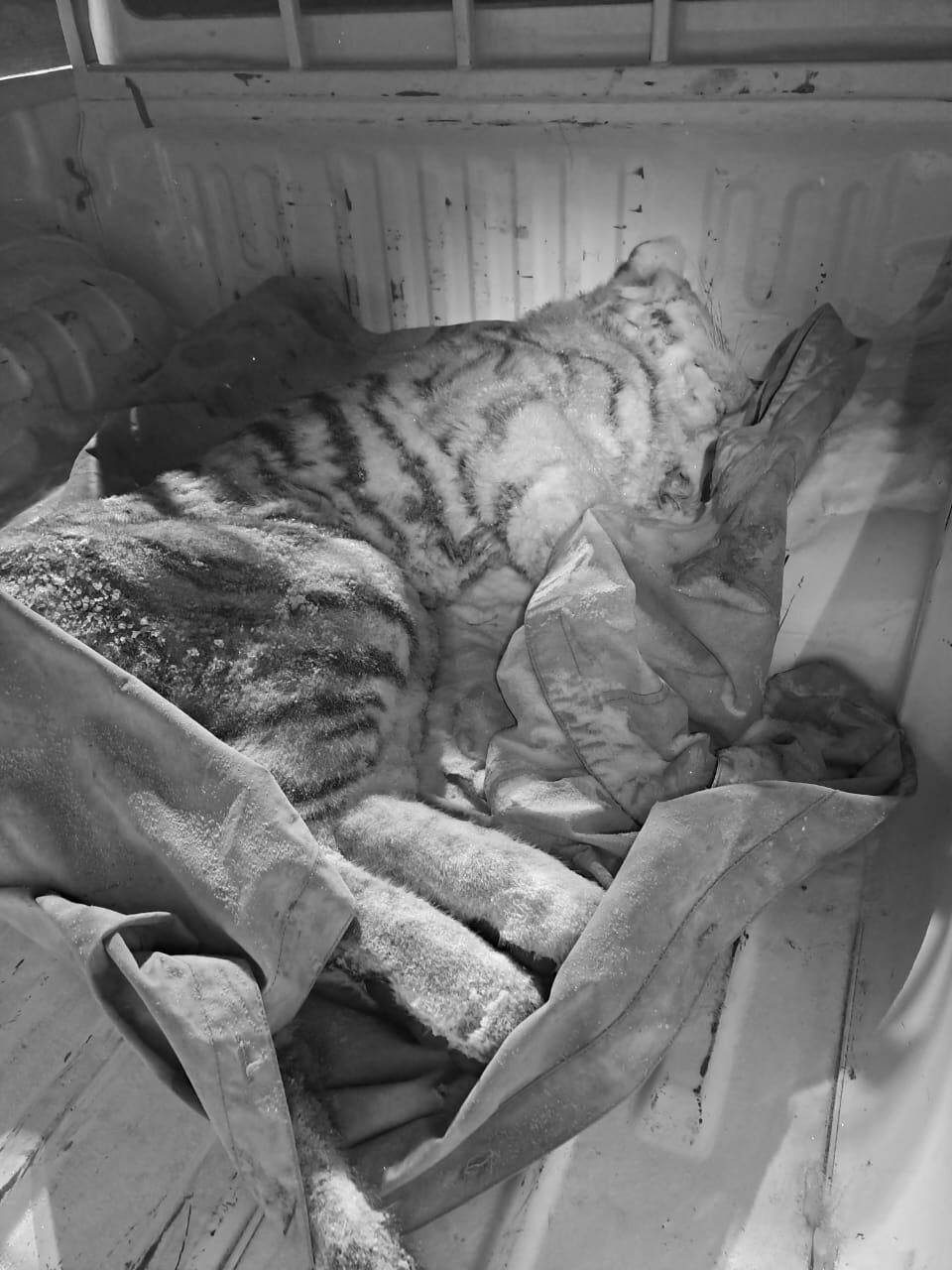 Труп тигренка обнаружили в Хабаровском крае