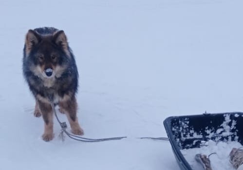 Собака привела спасателей к пострадавшему хозяину на реке Колыма в Якутии