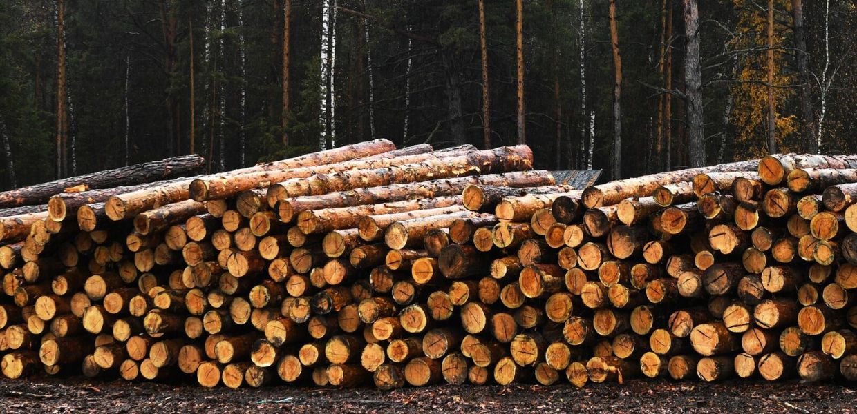Якутия заняла лидирующие позиции по объемам заготовки древесины в стране по итогам года