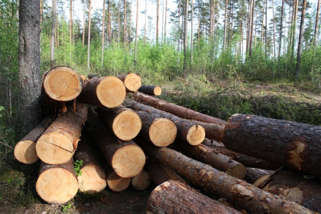 Более 60 фактов незаконной рубки лесов выявили в Якутии за 2022 год
