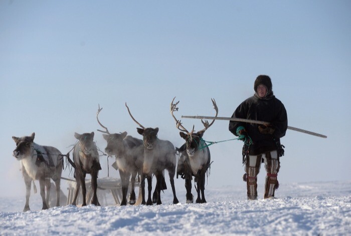 Международный чемпионат по оленеводству пройдет весной в Нерюнгринском районе Якутии