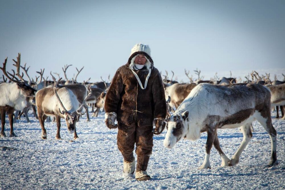 Поголовье северных оленей в Якутии увеличилось на 5% с 2022 года