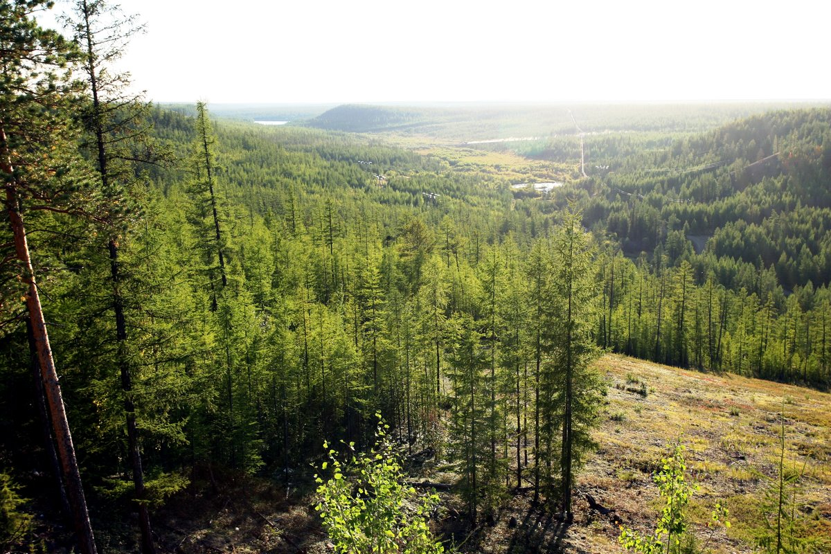 Площадь охраняемых лесов в Якутии увеличили на 21 млн га