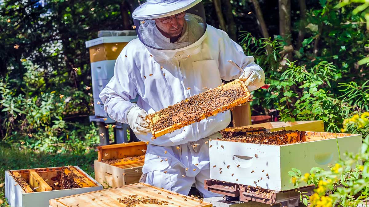 Субсидии на развитие пчеловодства впервые выделили в Якутии в 2022 году