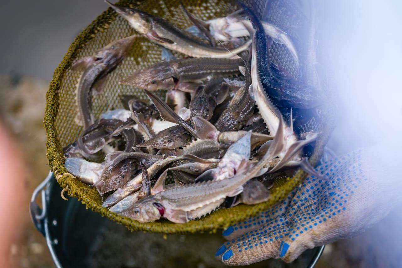 Новый рыбоводный завод планируют построить в якутском городе Томмот