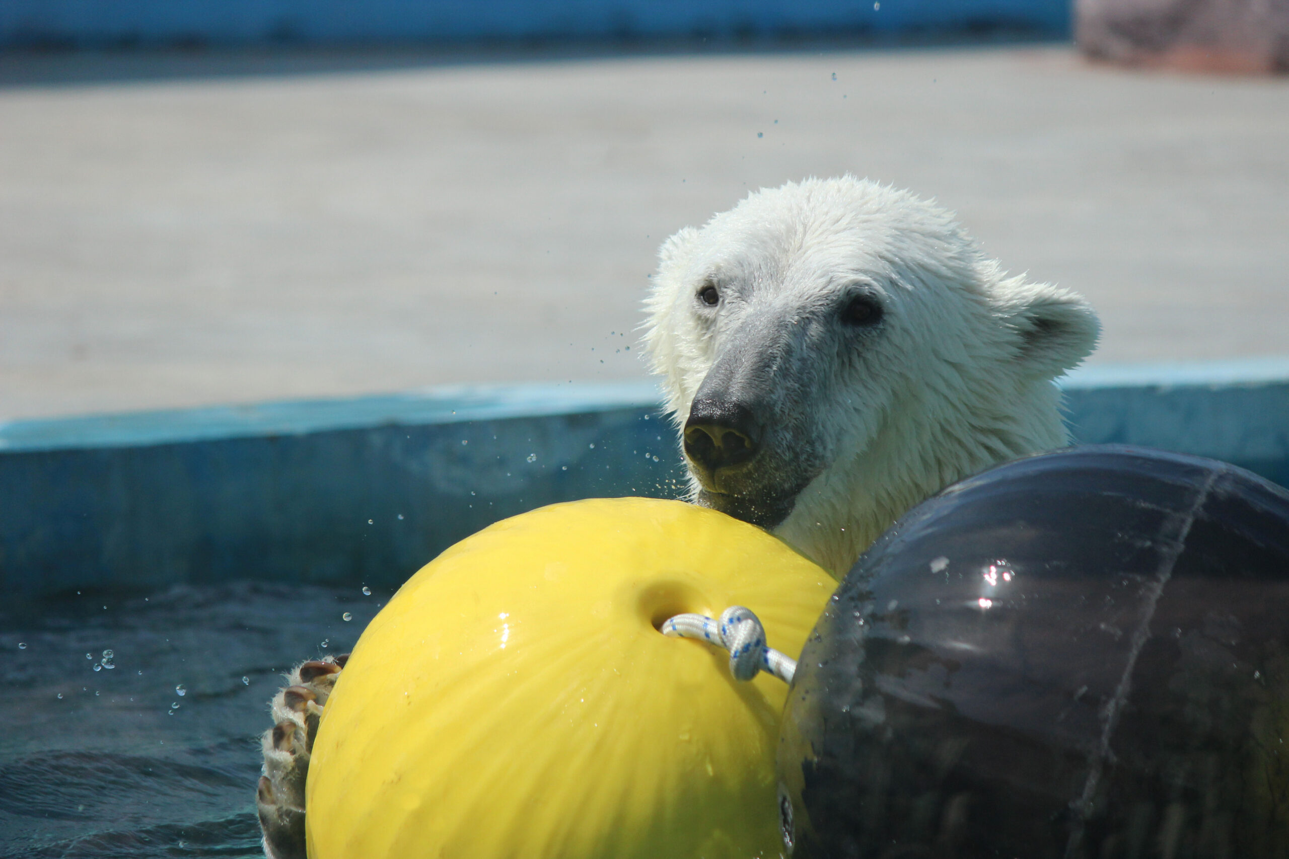 Белая медведица из Якутии, живущая в нижегородском зоопарке, получила новые игрушки