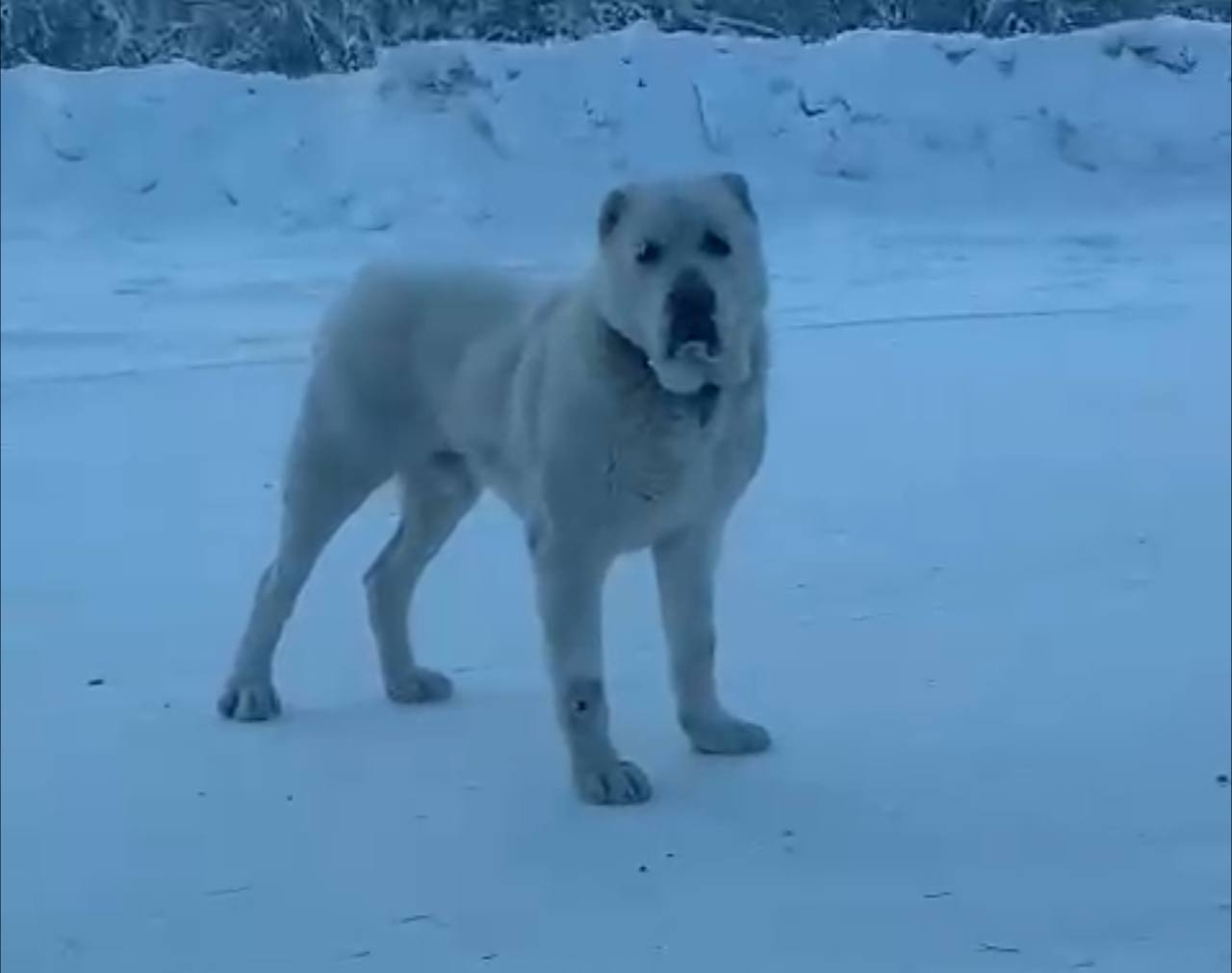 Более 600 жителей Якутска обратились за медпомощью из-за укусов собак