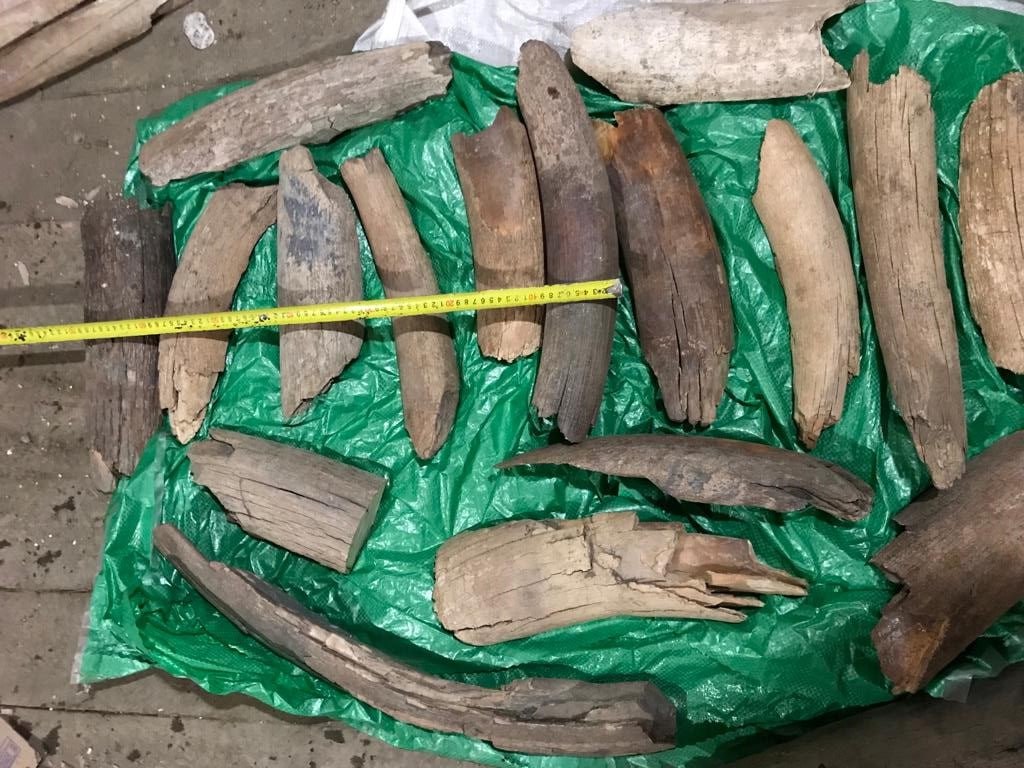 Злоумышленники украли у жителя Якутска 78 кг фрагментов бивней мамонта и продали их за 39 тыс рублей