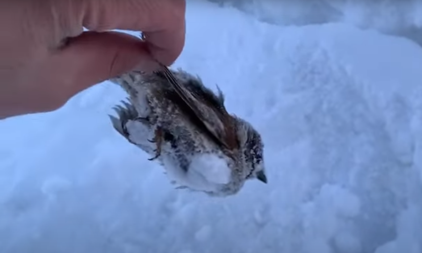 Эксперт: Массовое вымирание птицам в Якутии из-за морозов не грозит