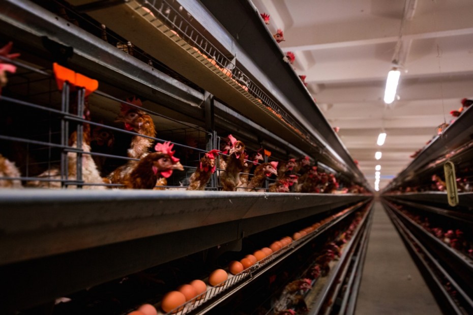 Свыше 84 млн яиц произвели на Якутской птицефабрике в 2022 году