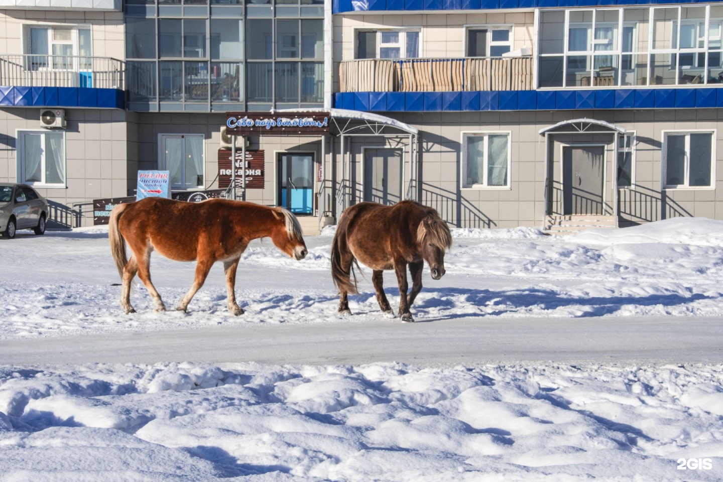 29 лошадей отловили и отвели на штраф-стоянку в Якутске с начала года