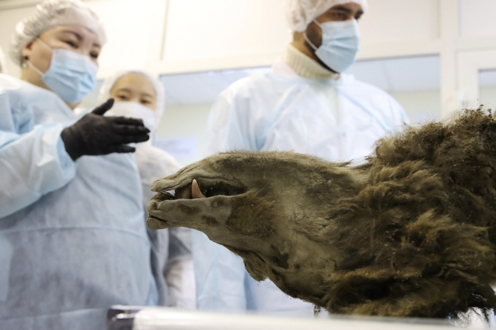 Ученые СВФУ обнаружили остатки птицы в желудке древнего медведя