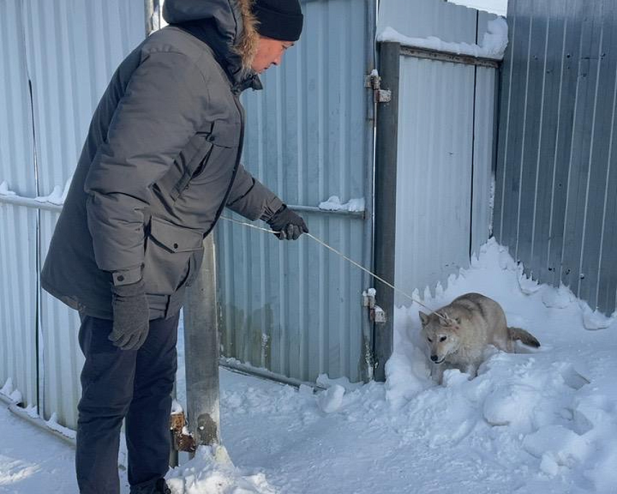 Более 40 собак отловили за прошлую неделю в Якутске