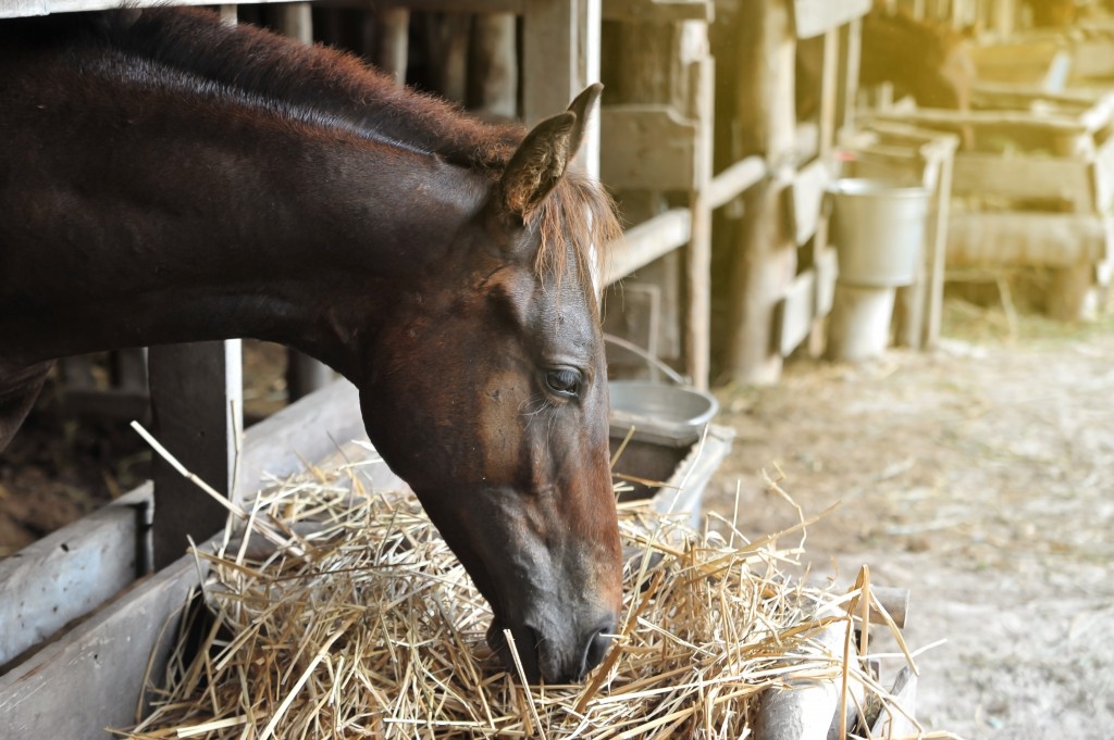 Три лошади погибли из-за неправильного кормления в Таттинском районе Якутии