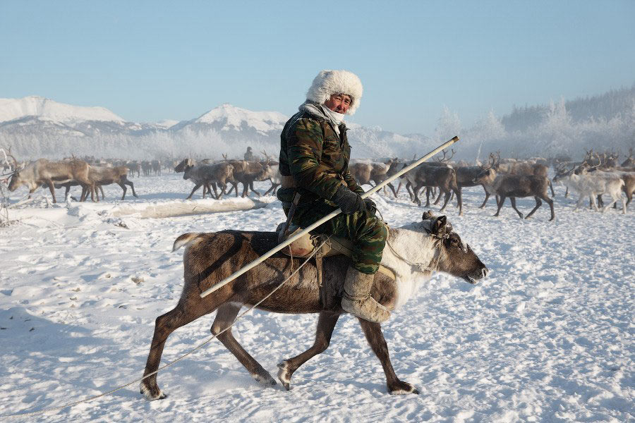 Более тысячи оленей содержат в самом малочисленном селе Верхнеколымского района
