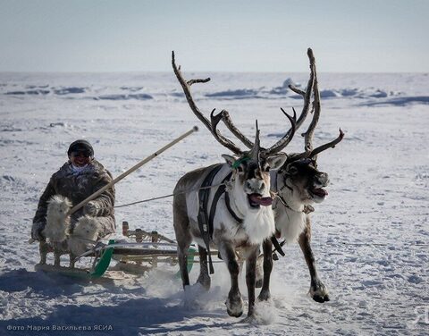 Международный чемпионат по традиционному оленеводству состоится в Якутии 15-19 марта