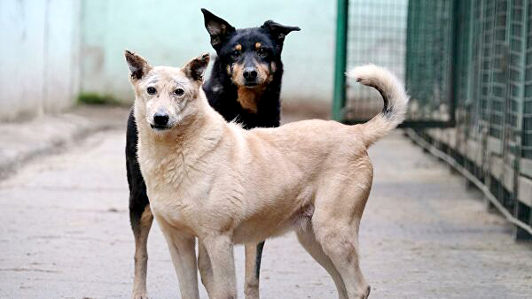 Еще более 30 собак поместили в приют в Якутске