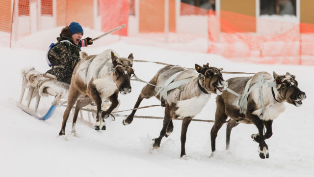Порядка 130 участников собрались на международном чемпионате по оленеводству в Якутии