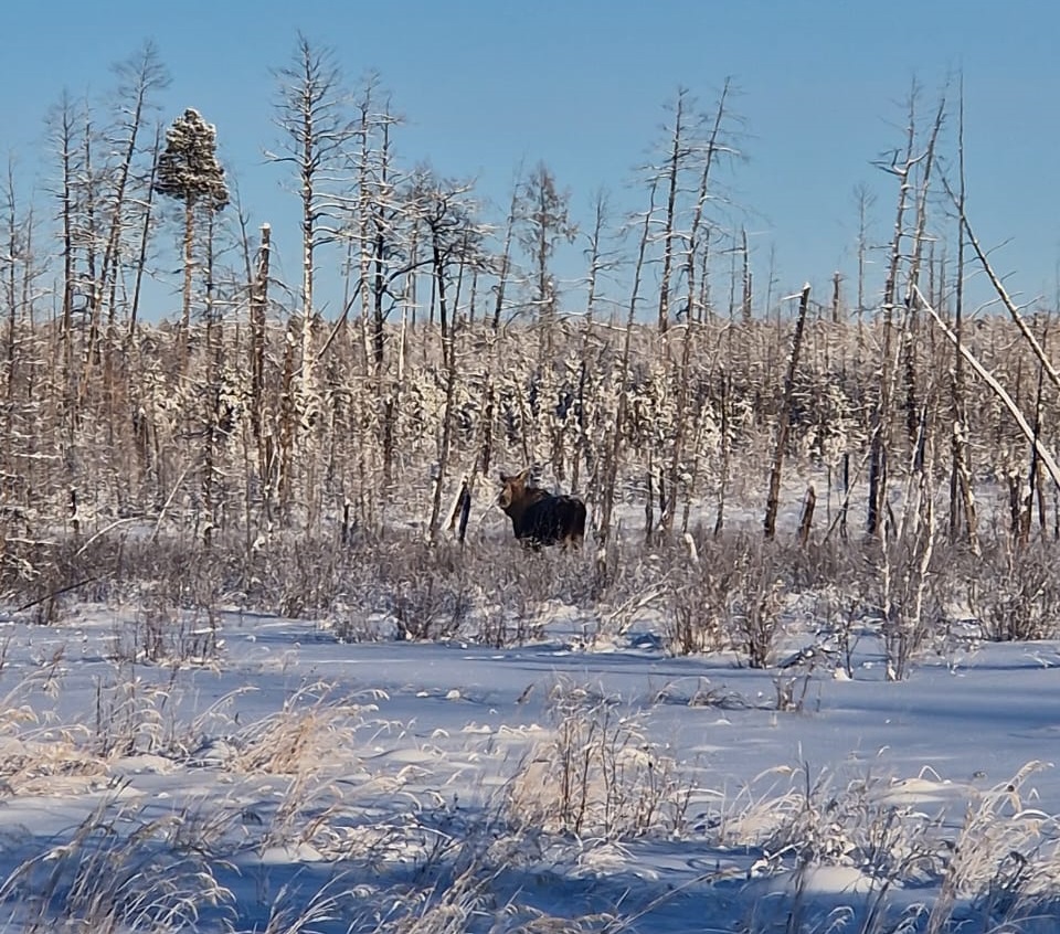 Численность лосей, косуль, благородных оленей и соболя увеличивается в Якутии
