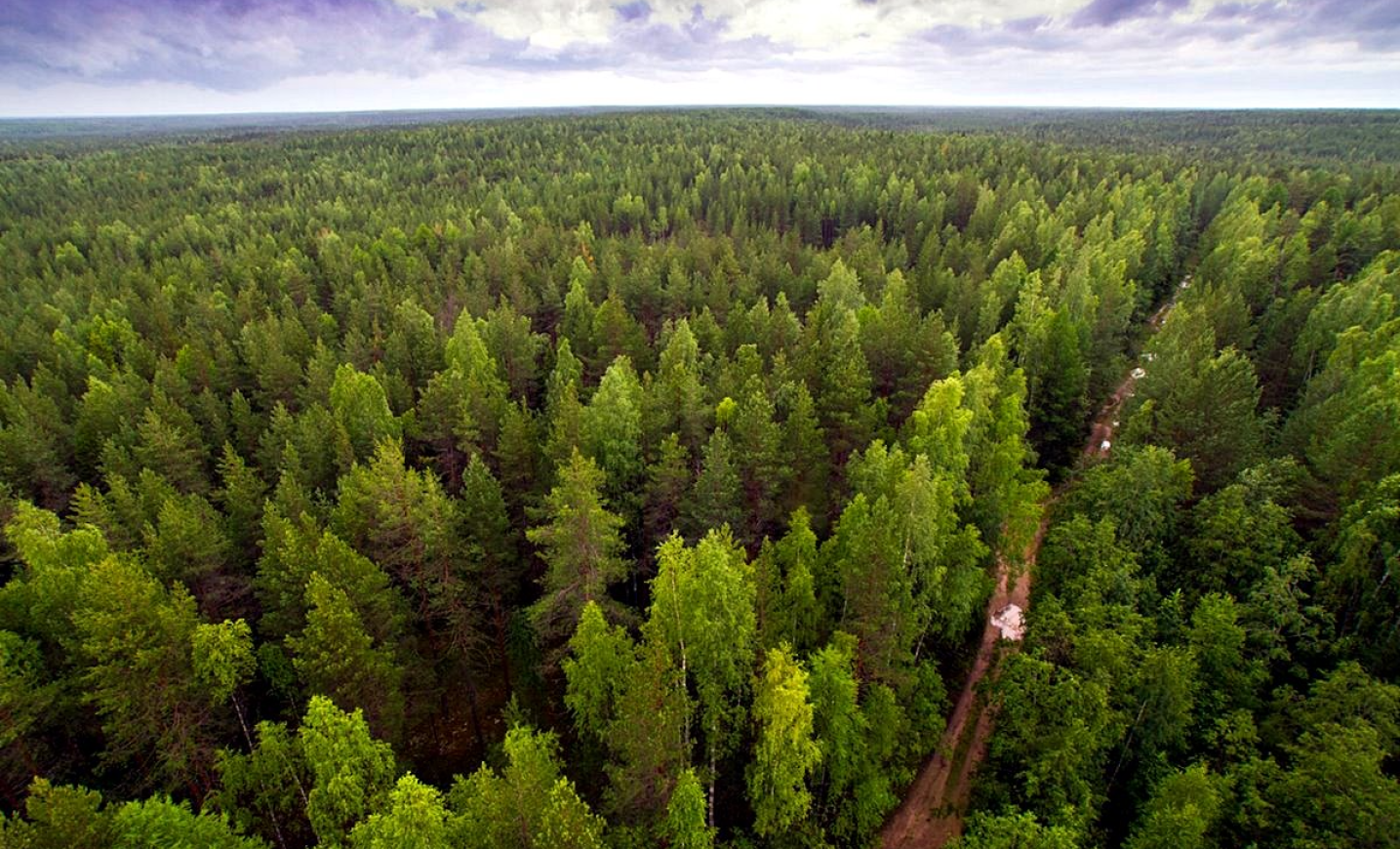 Территории лесов сибири