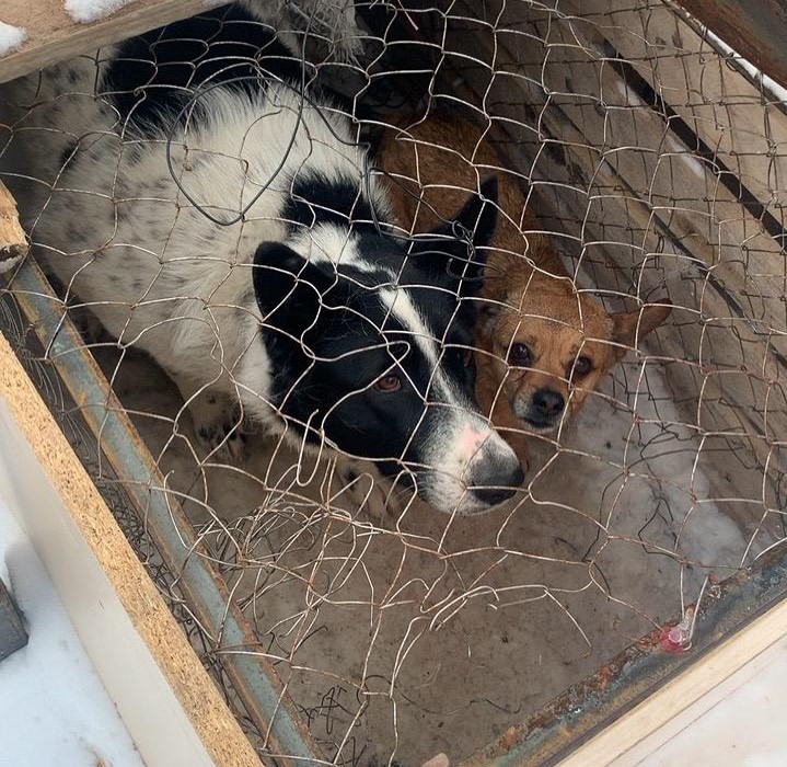 Порядка 70 собак отловили за неделю в Якутске