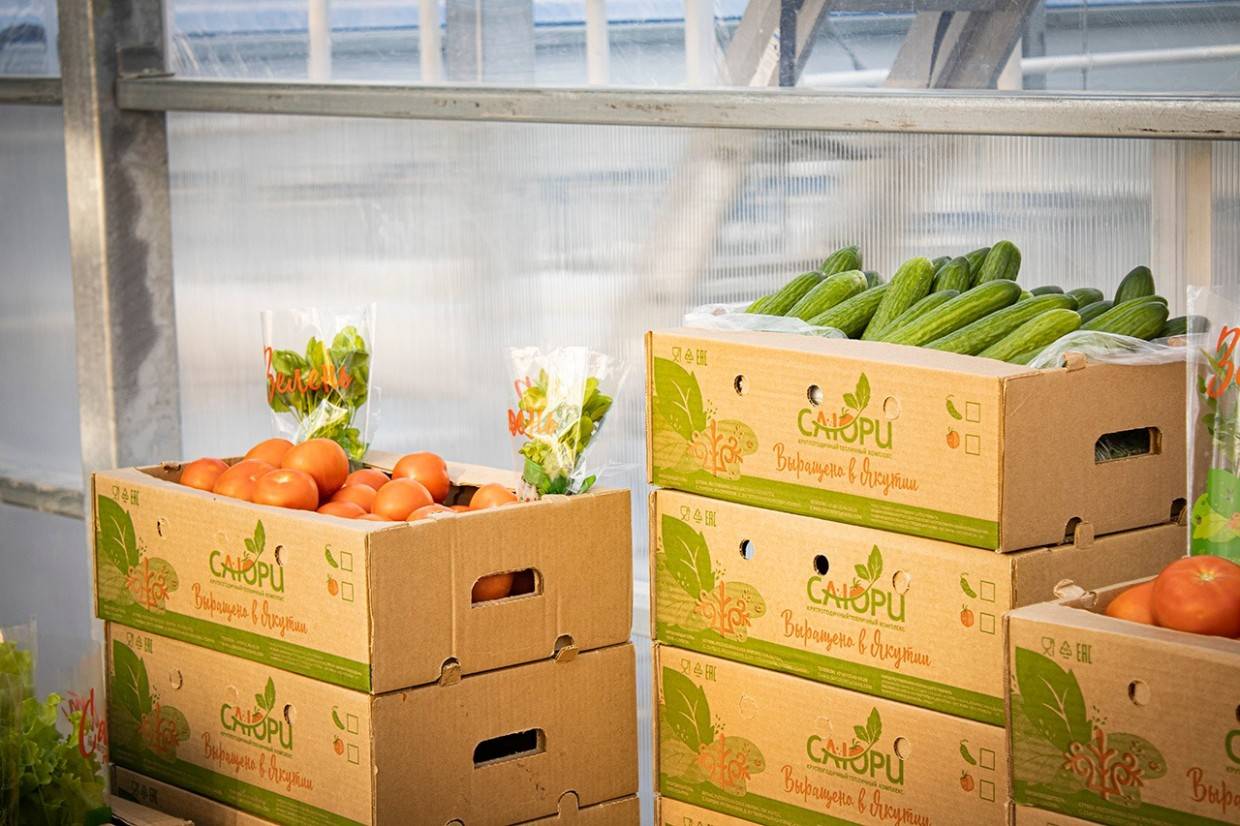 Тепличный комплекс «Саюри» в Якутске планирует вырастить 2,4 тысячи тонн овощей