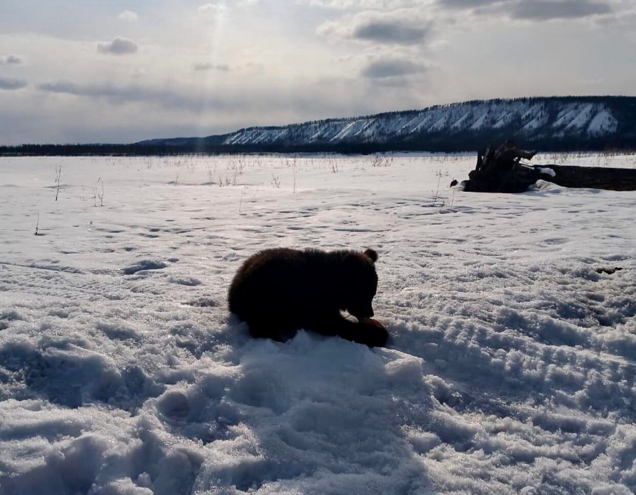 Медвежонка, обнаруженного в Томпонском районе, привезут в Якутск для осмотра