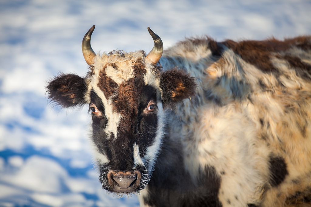 Эксперимент по клонированию коровы якутской породы начали в СВФУ