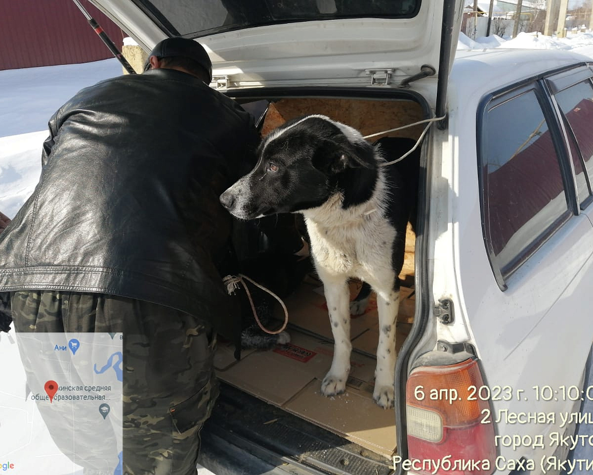 Более 70 безнадзорных собак отловили в Якутске за неделю