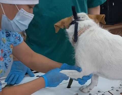 Второй эпизоотический очаг по бруцеллезу собак установили в Нюрбе в Якутии