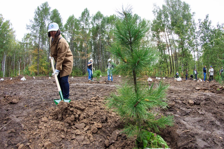 Лесовосстановительные работы начнут в трех районах Якутии в мае