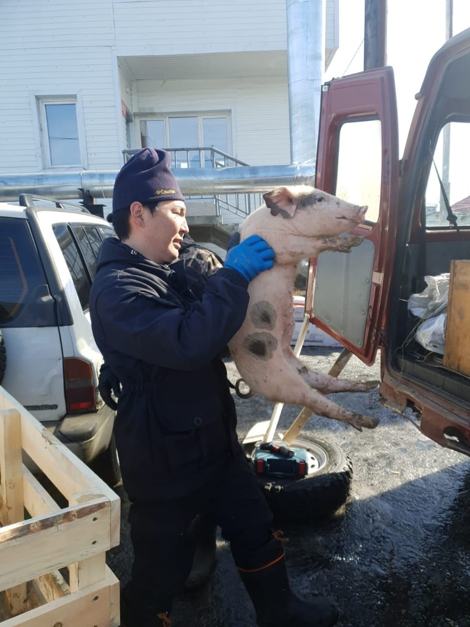 Более 4,9 тыс кур и 245 поросят поставят в арктические районы Якутии