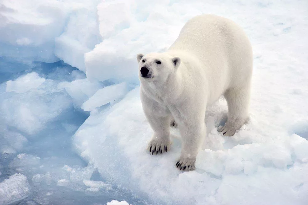 Школьники из Норильска стали победителями конкурса «Удивительная и неизведанная Арктика»