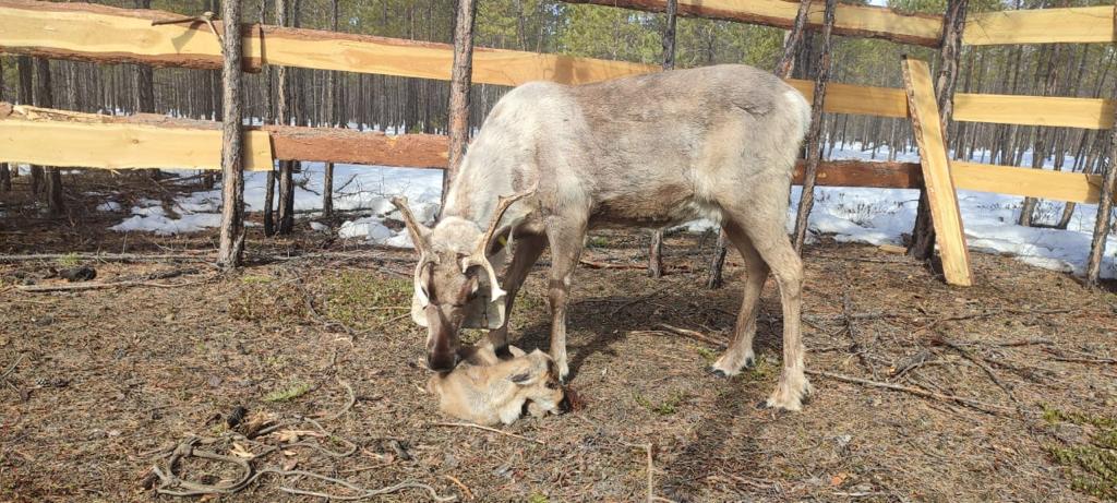 Стадо оленей, привезенных из Нелькана в Якутск, пополнилось первым оленёнком