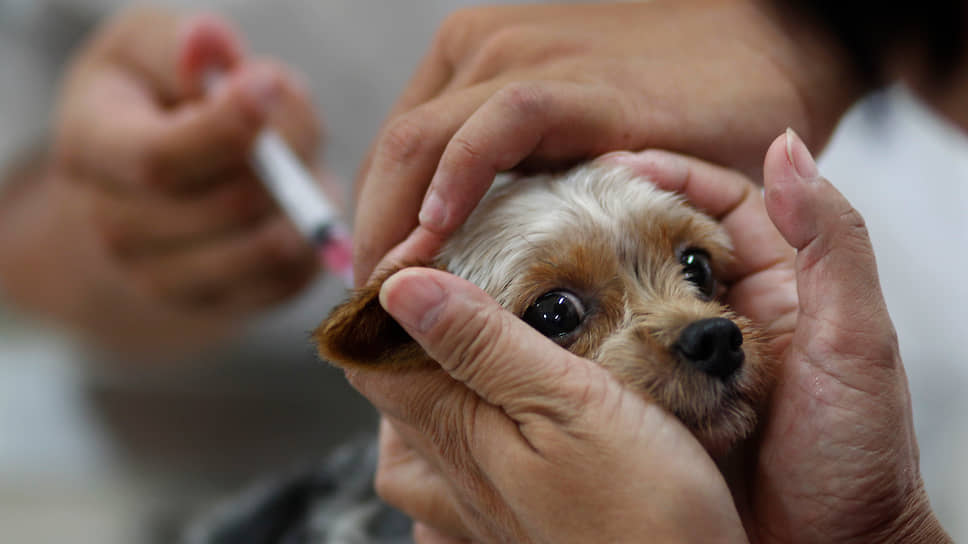 Мероприятия по вакцинации животных проходят в Алданском районе Якутии