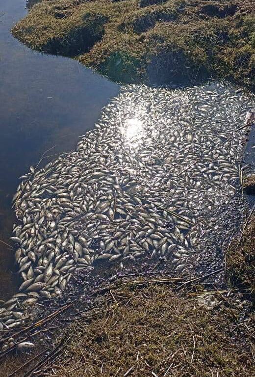 Специалисты обследуют случай массовой гибели рыб в Нюрбинском районе Якутии