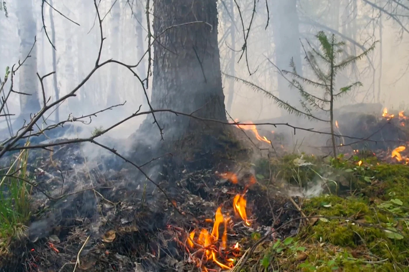 12 лесных пожаров потушили в Якутии с начала сезона