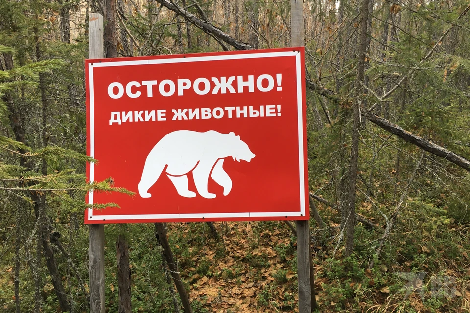 Медведя заметили в районе Хандыги в Томпонском районе