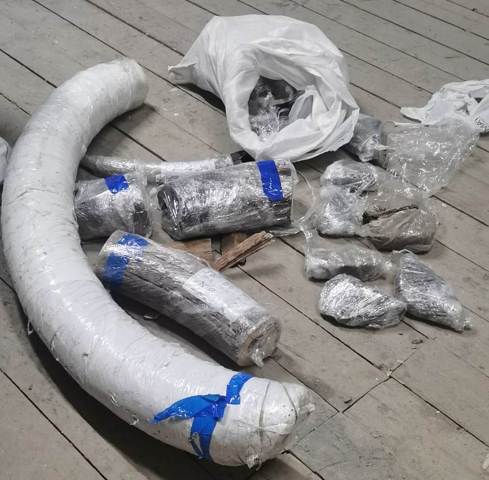 16 тонн бивней мамонта незаконно вывезли из России